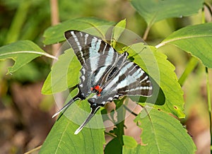 Zebra Swallowtail in a Missouri Forest