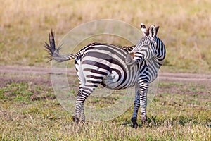 Zebra swishing tail