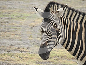 Zebra symbiosis