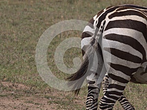 Zebra tail waving, Kenya