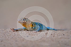Zebra-tailed lizard, Callisaurus draconoides, USA, Mexico. Lizard in the nature habitat. Yellow blue reptile on the sand beach in