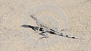 Zebra-tailed lizard