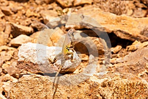 Zebra Tailed Lizard-1