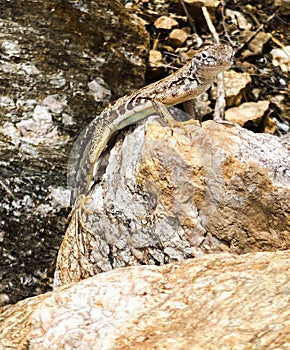 Zebra-Tailed lizard sitting on a rock.