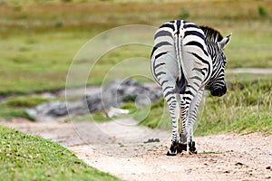 Zebra Taking a Walk