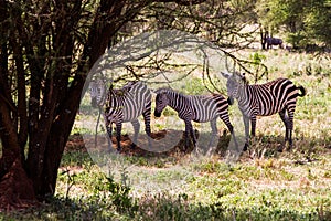 Zebra in Tarangire National Park, Tanzania