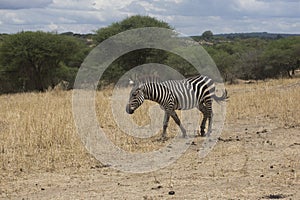 Zebra at Tarangire National Park., Tanzania
