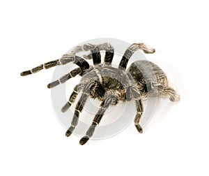 Zebra tarantula or Aphonopelma photo