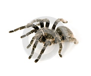 Zebra tarantula or Aphonopelma