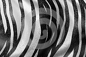 Zebra texture