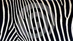 Zebra texture img