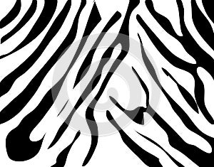 Zebra texture Black and White