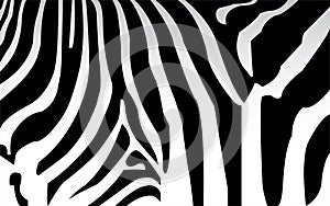 Zebra texture Black and White