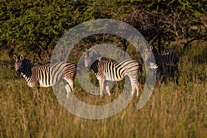 Zebra Three Alert Wildlife