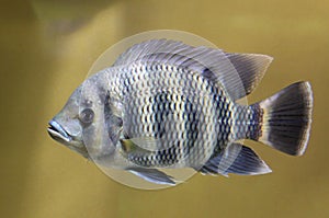 Zebra Tilapia Heterotilapia buttikoferi