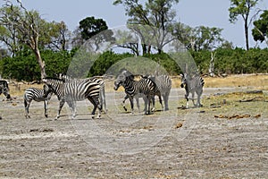 Zebra Togetherness