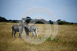 Zebra Togetherness Laughing Scratching