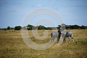 Zebra Togetherness Laughing Scratching