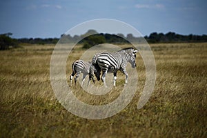 Zebra Togetherness Laughing Scratching