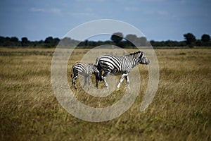 Zebra Togetherness Laughing Scratching