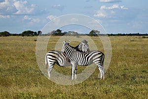 Zebra Togetherness Scratching