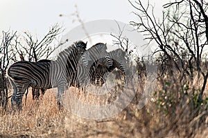 Zebra train