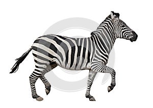 Zebra trotting, isolated 