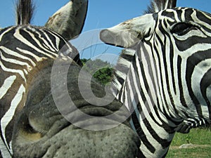 A zebra trying to eat my camera.