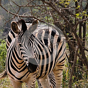 Zebra trying to hide behind some branches