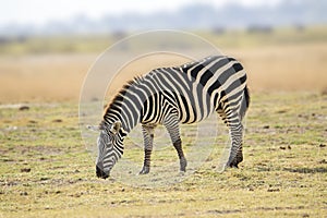 Zebra in the Tsavo East and Tsavo West National Park