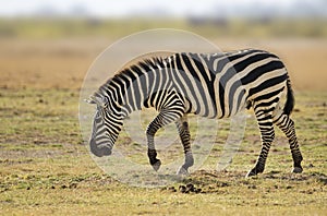 Zebra in the Tsavo East and Tsavo West National Park