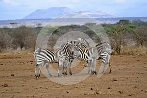 Zebra in the Tsavo East and Tsavo West National Park