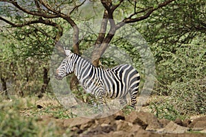 Zebra in the Tsavo East and Tsavo West National Park