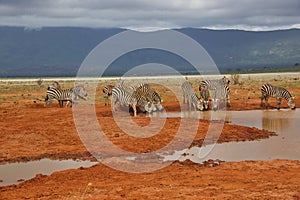 Zebra in the Tsavo East and Tsavo West National Park