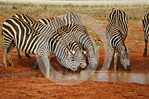 Zebra in the Tsavo East and Tsavo West National Park