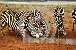 Zebra in the Tsavo East and Tsavo West National Park