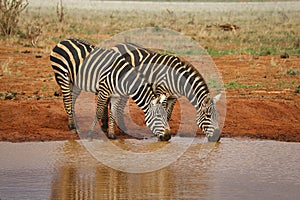 Zebra in the Tsavo East and Tsavo West National Park