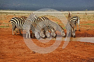 Zebra in the Tsavo East and Tsavo West National Park