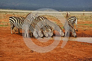 Zebra in the Tsavo East and Tsavo West National Park