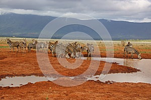 Zebra in the Tsavo East and Tsavo West National Park