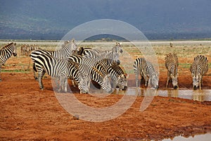Zebra in the Tsavo East and Tsavo West National Park