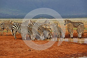 Zebra in the Tsavo East and Tsavo West National Park