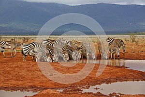 Zebra in the Tsavo East and Tsavo West National Park