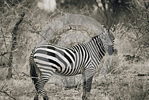 Zebra In Tsavo national park Kenya East Africa Black And White