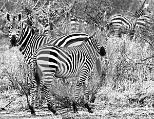 Zebra In Tsavo national park Kenya East Africa Black And White
