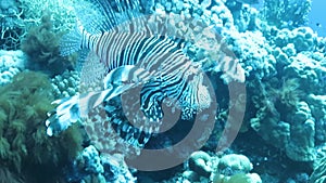 Zebra turkeyfish or zebra lionfish at the bottom of the Red sea , Egypt