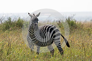 Zebra Turned Head