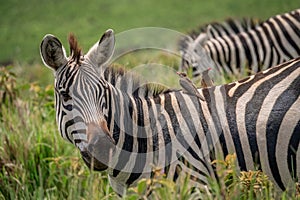 Zebra with two passengers