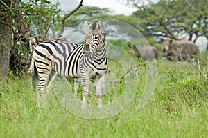 Zebra and two White Rhino in Umfolozi Game Reserve, South Africa, established in 1897 photo
