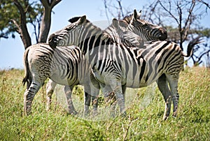Zebra, Umfolozi, South Africa photo